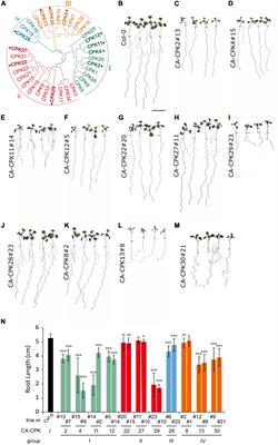 Constitutive Active CPK30 Interferes With Root Growth and Endomembrane Trafficking in Arabidopsis thaliana